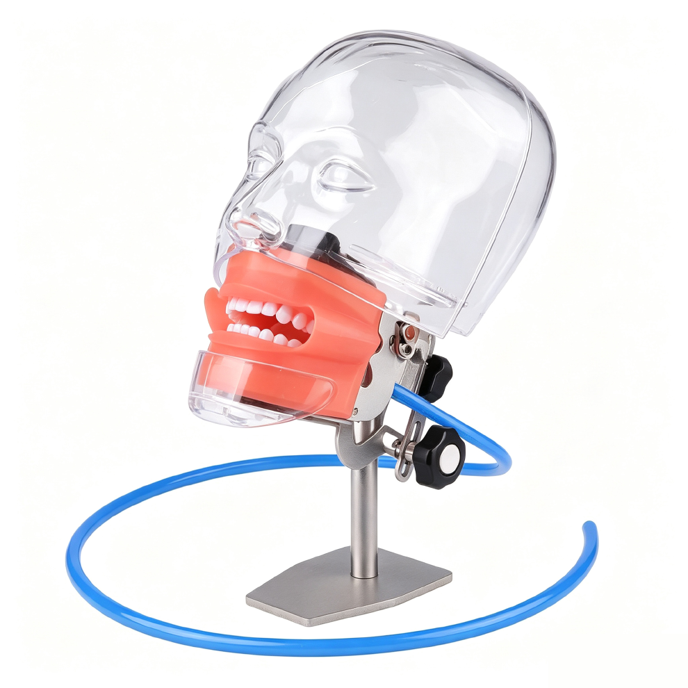 Dental Phantom Head Manikin Model with 28Pcs/32Pcs Teeth Typodont and FE Articulator Compatible with Nissin Kilgore